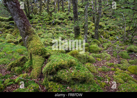 Magische moosigen Wald bei Ty Canol national Nature reserve in Pembrokeshire, Wales. Stockfoto