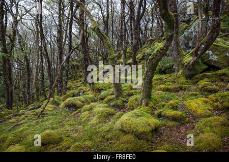 Magische moosigen Wald bei Ty Canol national Nature reserve in Pembrokeshire, Wales. Stockfoto