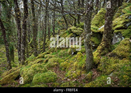 Magische moosigen Wald bei Ty Canol national Nature reserve in Pembrokeshire, Wales. Stockfoto