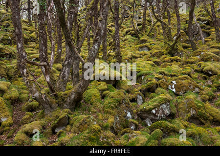 Magische moosigen Wald bei Ty Canol national Nature reserve in Pembrokeshire, Wales. Stockfoto