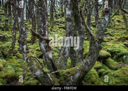 Magische moosigen Wald bei Ty Canol national Nature reserve in Pembrokeshire, Wales. Stockfoto