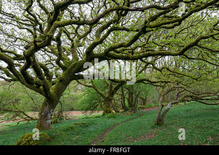 Moos bedeckt Eichen in Ty Canol Wäldern ein nationales Naturreservat in Pembrokeshire, Wales. Stockfoto