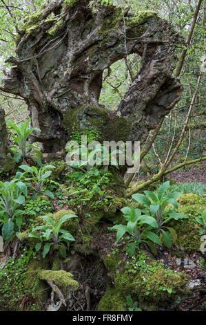 Fingerhut wächst in einen alten umstürzenden Baum stumpf in Ty Canol Wäldern, Pembrokeshire. Stockfoto