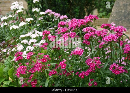 Ein Blumenbeet mit tiefrosa, blass rosa und weißen Sweet William (Dianthus Barbatus) Blumen gefüllt. Stockfoto