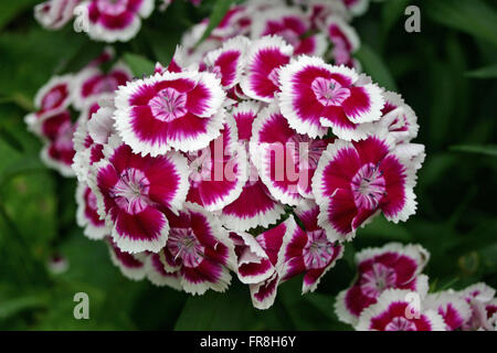 Cluster von rosa Sweet William (Dianthus Barbatus) Blüten mit weißen Rändern auf den Blütenblättern. Hintergrund von dunklem Laub. Stockfoto