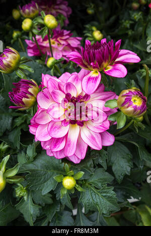 Nahaufnahme einer wunderschönen rosa Wasserlilie Dahlia, die in einem englischen Garten blüht Stockfoto