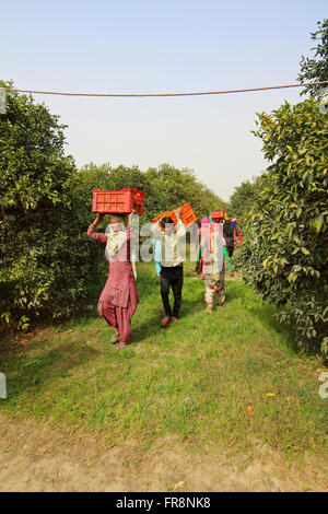 Männer und Frauen Orange Kommissionierer tragen schwere Kisten Obst durch ein Orangenhain im nördlichen Rajasthan, Nordindien. Stockfoto