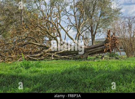 Riesiger Baum stürzte im Hof eines ländlichen Hauses. Stockfoto