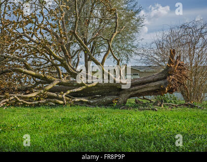 Riesiger Baum stürzte im Hof eines ländlichen Hauses. Stockfoto
