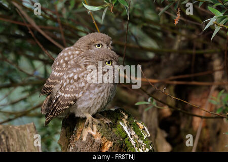 Kleine Eule / Minervas Eule (Athene Noctua), niedlichen Nachwuchs, zwei Küken, Geschwister, zusammen auf einer Weide Pollard lustig thront. Stockfoto