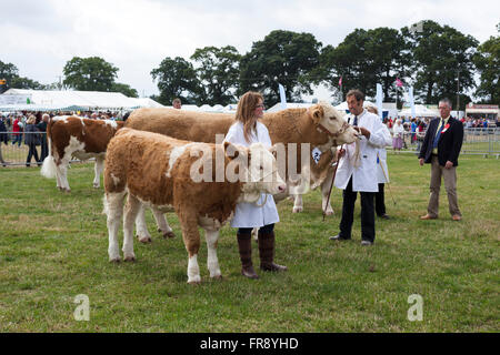 Eine Familie von Kühen auf Moreton in Marsh Land zeigen, Gloucestershire, UK. Stockfoto