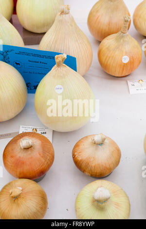 Preisgekrönte Zwiebeln auf einer Land-Show in Gloucestershrie, UK. Stockfoto