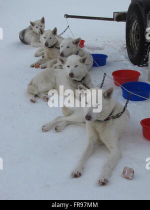 Schlittenhunde auf Drop-Ketten Stockfoto