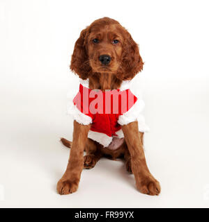 Irische / Red Setter Hund Studio Bilder Stockfoto