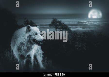 Wolf, der König der Wildnis. Weiße Alpha-Wolf während der Vollmond-Nacht auf der Suche nach Beute in der Wildnis. Stockfoto