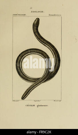 Dictionnaire des Sciences Naturelles (Erpetologie, pl. 12) Stockfoto