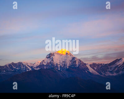 Dawn Blick auf Dhaulagiri von Khopra Danda, einem hohen Bergrücken im Annapurna Himalaya, Nepal Stockfoto