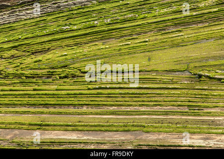 Horizontale Schichten der Gezeiten-Plattform in der Küste Zumaia, Baskenland, Spanien. Stockfoto