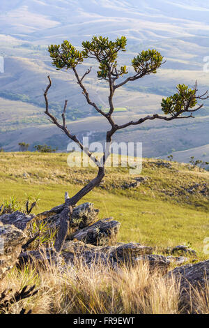 Rock-Vegetation im Cerrado verdreht vor allem Baum - die Trockenzeit Stockfoto