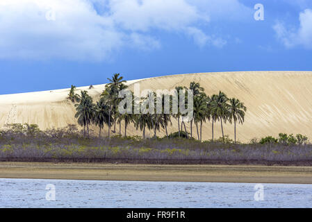 Palmen und Sanddünen im Nationalpark von Jericoacoara Stockfoto