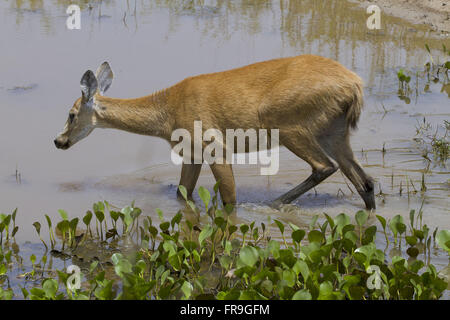 Hart-der Pantanal Feuchtgebiet von Pocone - Blastocerus dichotomus Stockfoto