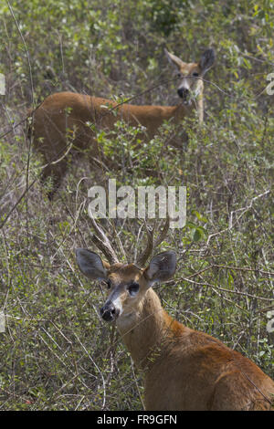 Paar Hart von Feuchtgebiet - Pantanal Pocone - Dichotomus Blastocerus Stockfoto