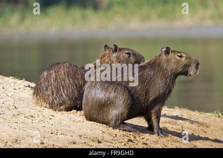 Capybara - Hydrochaeris - Alto Pantanal Stockfoto