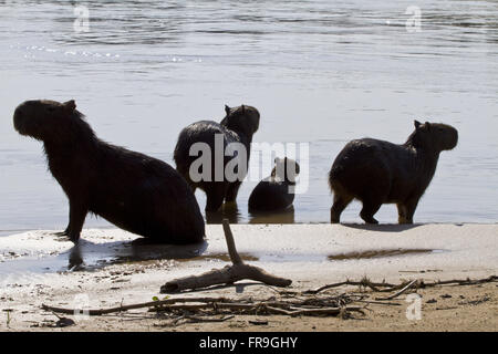 Capybara - Hydrochaeris - Alto Pantanal Stockfoto