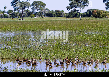 Marrecas-Caboclas überschwemmten Gebiet im Pantanal - Dendrocygna autumnalis Stockfoto