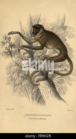 Dieses Buch präsentiert eine detaillierte Studie über Affenarten mit Illustrationen und Beschreibungen ihres Verhaltens, ihrer Lebensräume und ihrer Klassifizierung. Stockfoto