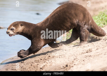 Otter am Ufer des Flusses im Pantanal Stockfoto