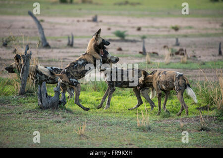 Afrika, Sambia South Luangwa National Park, mfuwe. African wild dog Welpen aka Spielen gemalten Hund (Wild: Lycaon pictus). Stockfoto