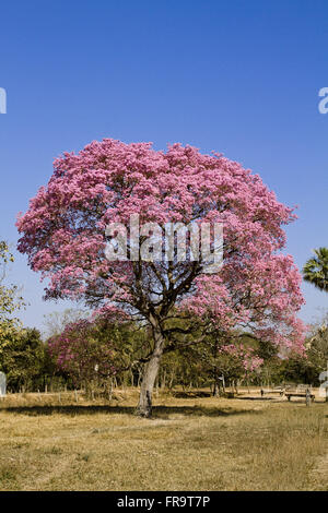 Baum-Ipe-lila Blüte im Pantanal - Tabebuia sp Stockfoto