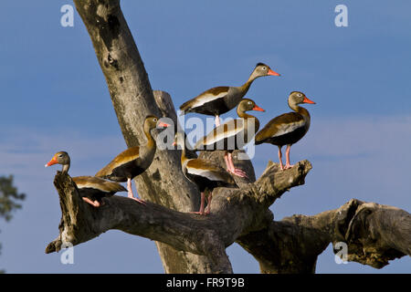 Marrecas-Caboclas der Pantanal - Dendrocygna autumnalis Stockfoto