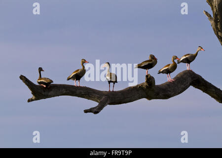 Marrecas-Caboclas der Pantanal - Dendrocygna autumnalis Stockfoto