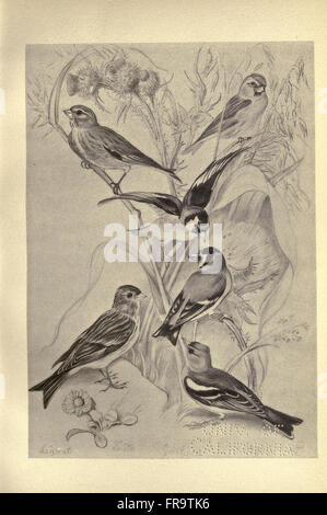 Vögel von Moidart und anderswo (Platte 40) Stockfoto
