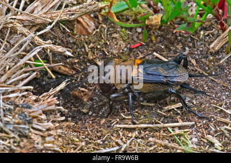 Field Cricket (Gryllus Campestris) vor Fuchsbau Stockfoto