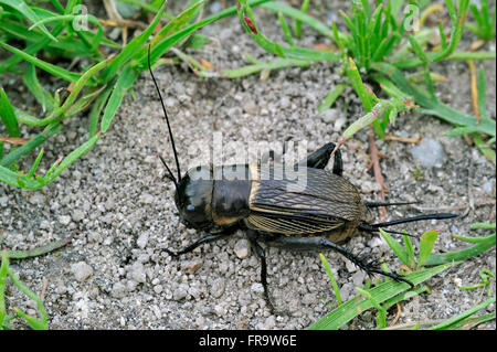 Field Cricket (Gryllus Campestris) weibliche zeigt Legebohrer für Eiablage Stockfoto