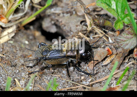 Field Cricket (Gryllus Campestris) männlichen vor Fuchsbau Stockfoto