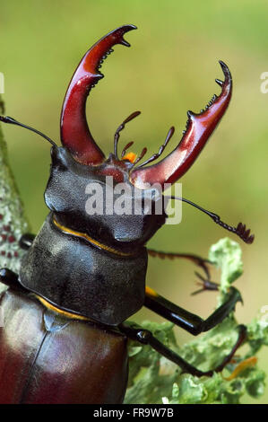 Hirschkäfer (Lucanus Cervus) Porträt des Mannes zeigt vergrößerte Mandibeln hautnah Stockfoto