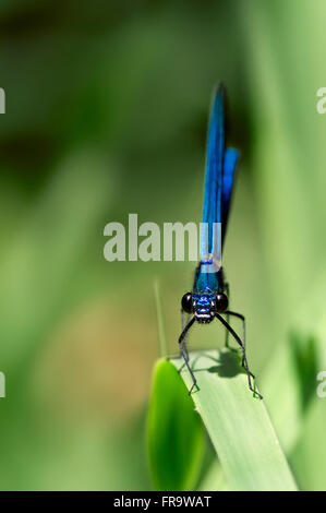 Gebänderten Prachtlibelle (Calopteryx Splendens) Großaufnahme Frontalansicht des Mannes Stockfoto