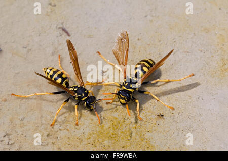 Zwei europäische Papier Wespen (Polistes Dominula) Trinkwasser in Pfütze Stockfoto