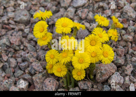 Huflattich (Tussilago Farfara / Farfara Radiata) in Blüte in felsigem Gelände Stockfoto