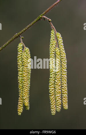 Gemeinsame Hasel (Corylus Avellana) Nahaufnahme von männlichen Kätzchen Stockfoto