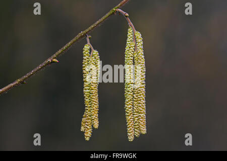 Gemeinsame Hasel (Corylus Avellana) Nahaufnahme von männlichen Kätzchen Stockfoto