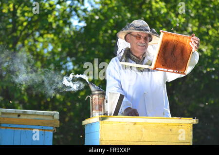 Erfahrene senior Imker Imkerei nach Sommersaison Inspektion bei Stockfoto