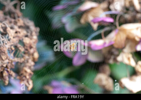 Spinne in der Mitte des Spinngewebe, überspannt inmitten der verdorrten Hortensie blüht Stockfoto