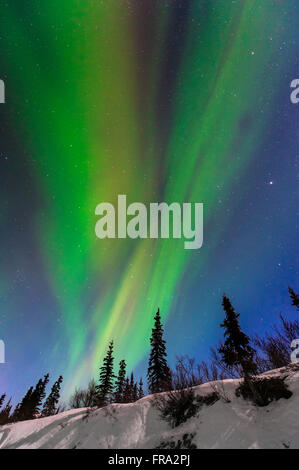 Aurora Borealis über Bäume entlang der Denali Highway East von Cantwell, Alaska. Stockfoto