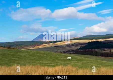 Schafbeweidung auf Machrie Moor, Isle of Arran, North Ayrshire, Scotland UK Stockfoto