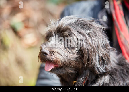 Porträt von schwarzen Havaneser Hund in der Sonne sitzen Stockfoto